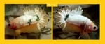 Thumbnail for fwbettashmp1752405254