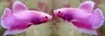 Thumbnail for fwbettashmp1752475202