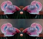Thumbnail for fwbettashmp1752663533