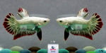 Thumbnail for fwbettashmp1752738005