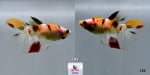 Thumbnail for fwbettasvt1751537404