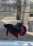 fwbettaswt&1751626801 Thumbnail
