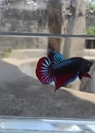 fwbettaswt&1751628002 Thumbnail