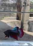 fwbettaswt&1751628006 Thumbnail