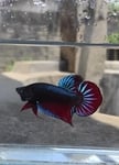 fwbettaswt&1751628010 Thumbnail