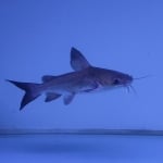 Thumbnail for fwcatfish1751359802