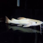 Thumbnail for fwcatfish1751681427