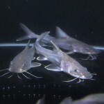 Thumbnail for fwcatfish1751702095