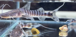 Thumbnail for fwcatfish1751853670