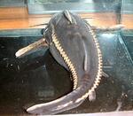 fwcatfish&1752111424 Thumbnail