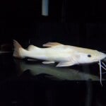 Thumbnail for fwcatfish1752373802