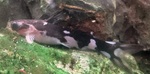 Thumbnail for fwcatfish1752526525
