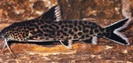 Thumbnail for fwcatfish1752596364