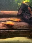 fwcatfishp&1751655463 Thumbnail