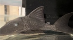 Thumbnail for fwcatfishp1752460202