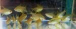 Thumbnail for fwcharacins1751483666