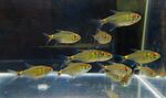 Thumbnail for fwcharacins1751584202