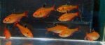 Thumbnail for fwcharacins1751646602