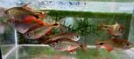 Thumbnail for fwcharacins1751747403