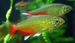 Thumbnail for fwcharacins1751806803
