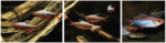 Thumbnail for fwcharacins1751840404