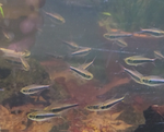 Thumbnail for fwcharacins1751926802