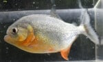 Thumbnail for fwcharacins1752246001