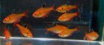fwcharacins&1752252008 Thumbnail