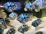 Thumbnail for fwcichlids1715046613