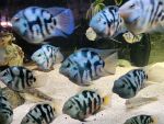 Thumbnail for fwcichlids1715615516