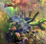 Thumbnail for fwcichlids1715721590