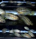 Thumbnail for fwcichlids1715892002
