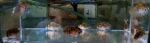 Thumbnail for fwcichlids1751334605