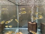 Thumbnail for fwcichlids1751380212
