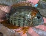 Thumbnail for fwcichlids1751395803