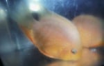 Thumbnail for fwcichlids1751404454