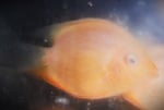 Thumbnail for fwcichlids1751404572