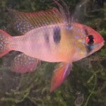Thumbnail for fwcichlids1751405406