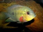 Thumbnail for fwcichlids1751504407