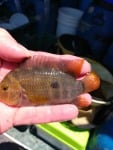 Thumbnail for fwcichlids1751504408