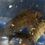 Thumbnail for fwcichlids1751574603