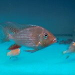 Thumbnail for fwcichlids1751593274