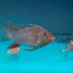 Thumbnail for fwcichlids1752112806