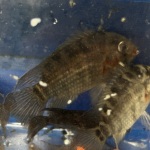Thumbnail for fwcichlids1752180003