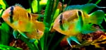 Thumbnail for fwcichlids1752183602