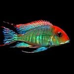 Thumbnail for fwcichlids1752194404