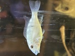 Thumbnail for fwcichlids1752690342