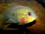 Thumbnail for fwcichlids1752715203