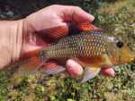 fwcichlids&1752783132 Thumbnail