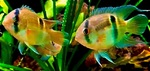 Thumbnail for fwcichlids1753393802